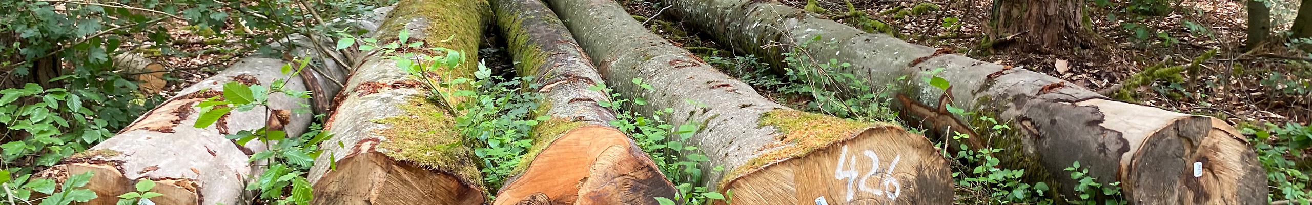 Forstliche Vereinigung Odenwald-Bauland eG Unsere Ansprechpartner