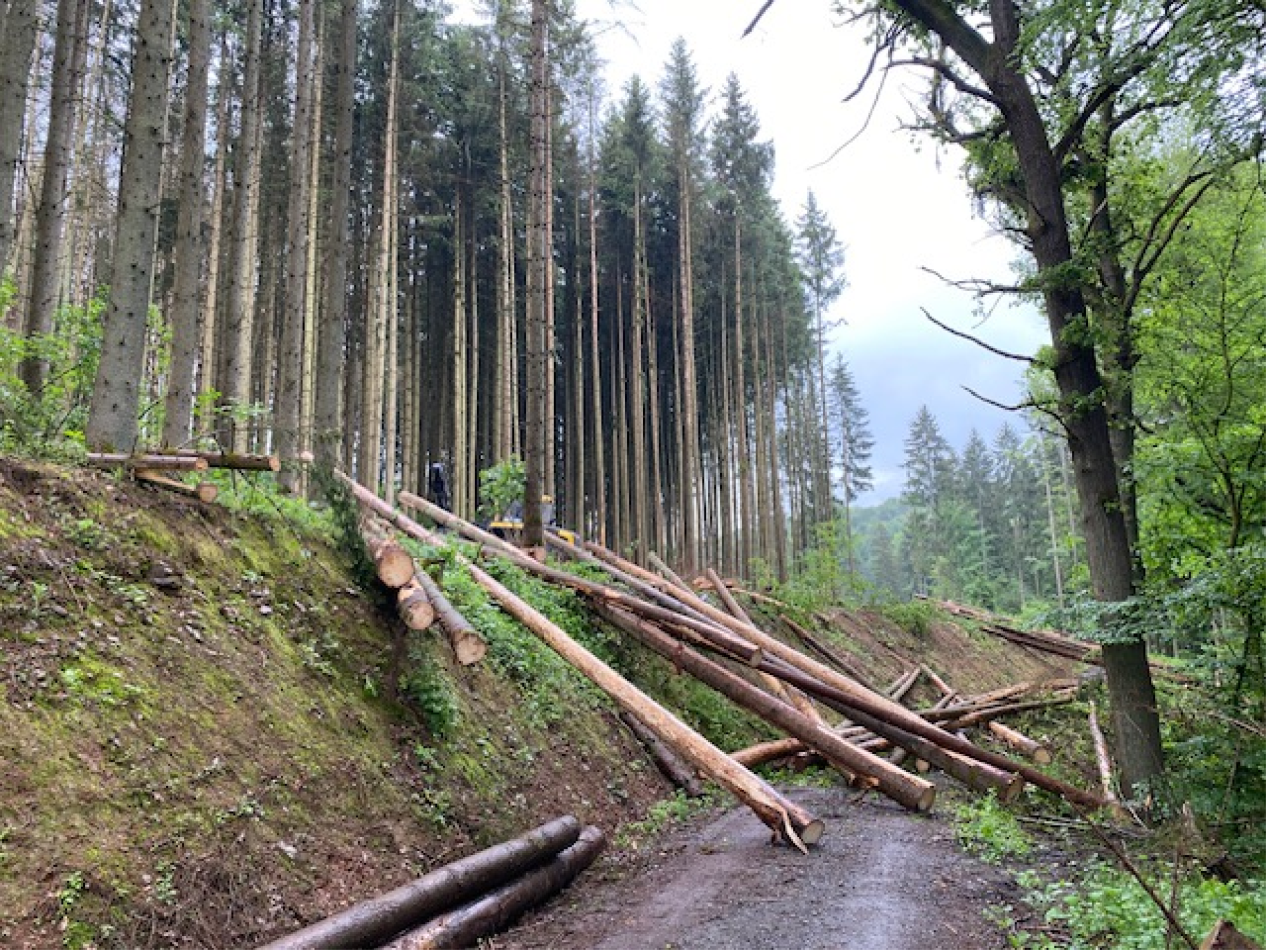 Wald2