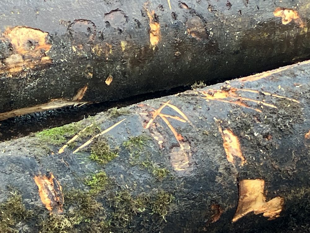 Qualität wird bei Kess besonders hochgeschrieben. Die Stellen, an denen die Stämme deshalb geteilt werden sollen, werden mit einem Kreuz und einem Querstrich markiert. Das Bild zeigt so eine Markierung.