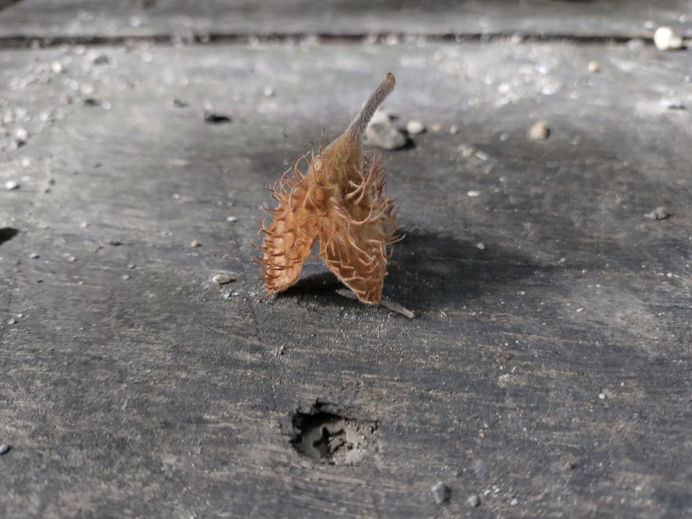 Am 5. November fand die diesjährige Generalversammlung der Forstlichen Vereinigung Odenwald Bauland eG statt.