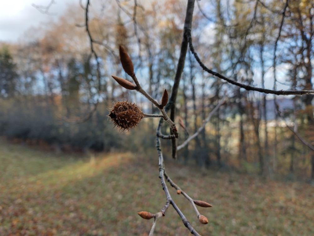 Die FVOB-Geschäftsstelle ist vom 15. Dezember bis 6. Januar geschlossen. Grund ist auch eine Softwareumstellung.
